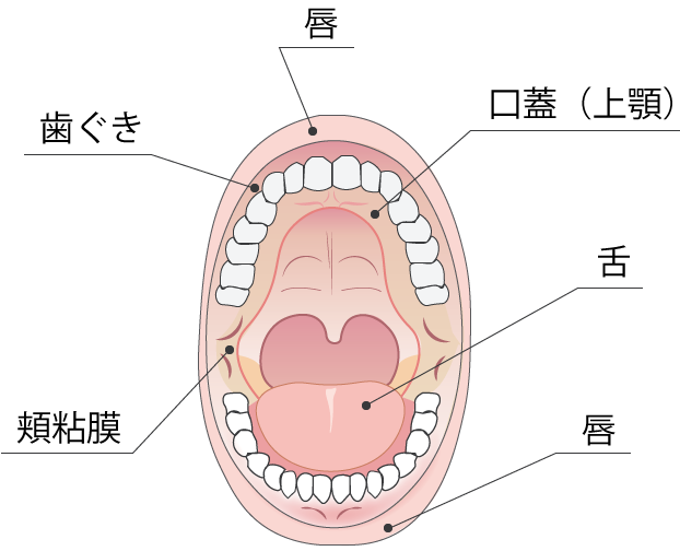 口腔粘膜